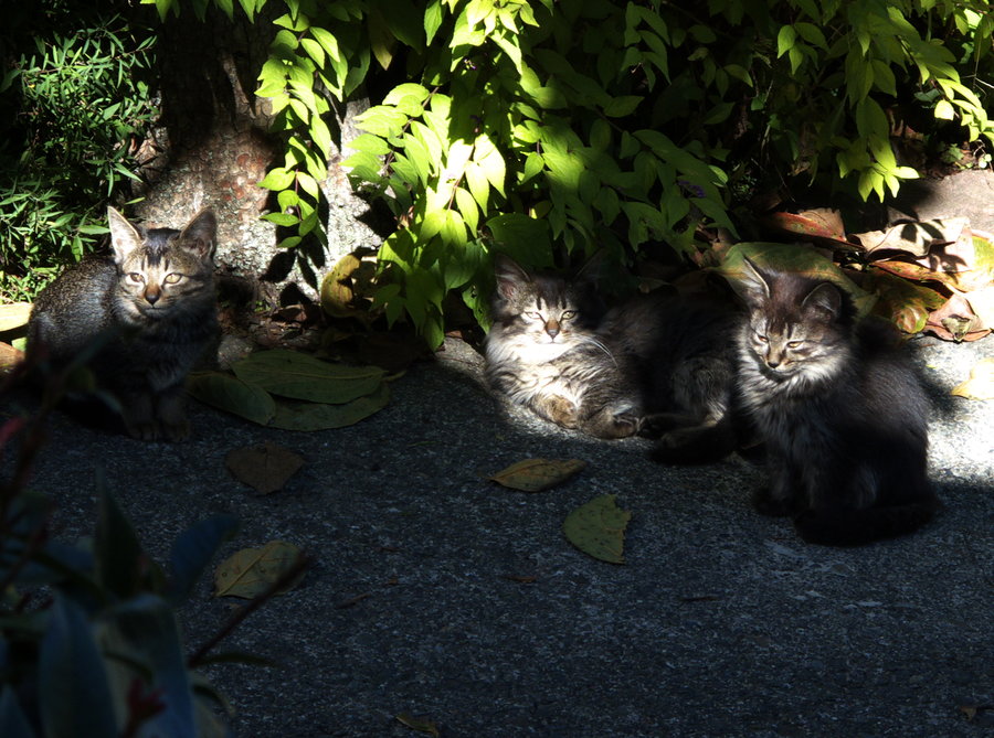 Kittens1.jpg