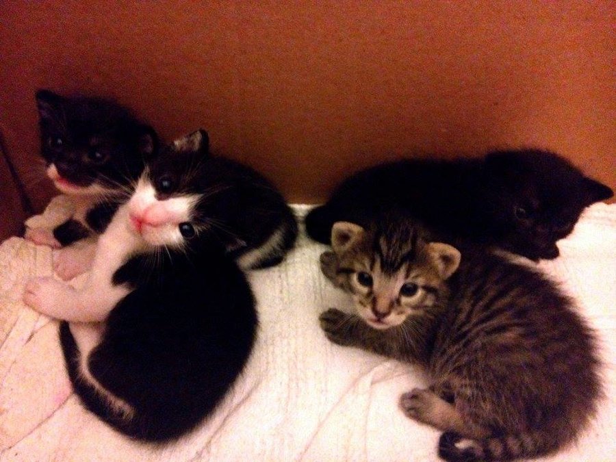 Kittens19.jpg