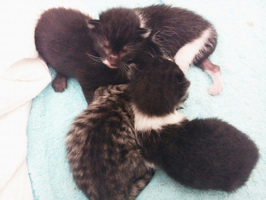 kittens4.jpg