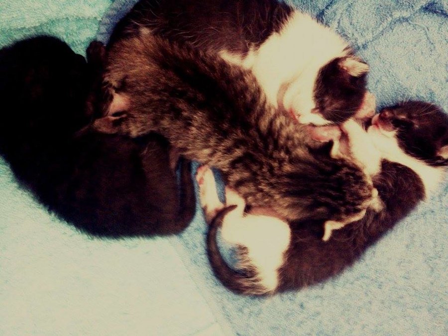 kittens8.jpg