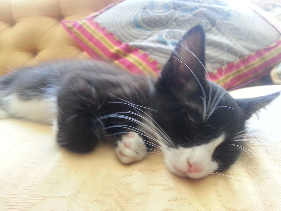 Kittie sleeping on camelback.jpg