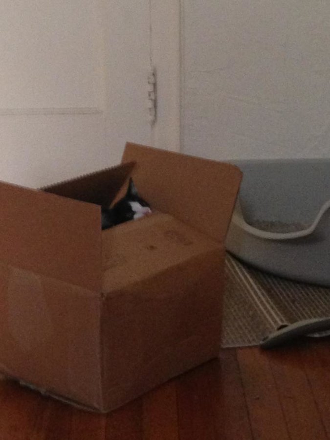 kitty hiding.jpg