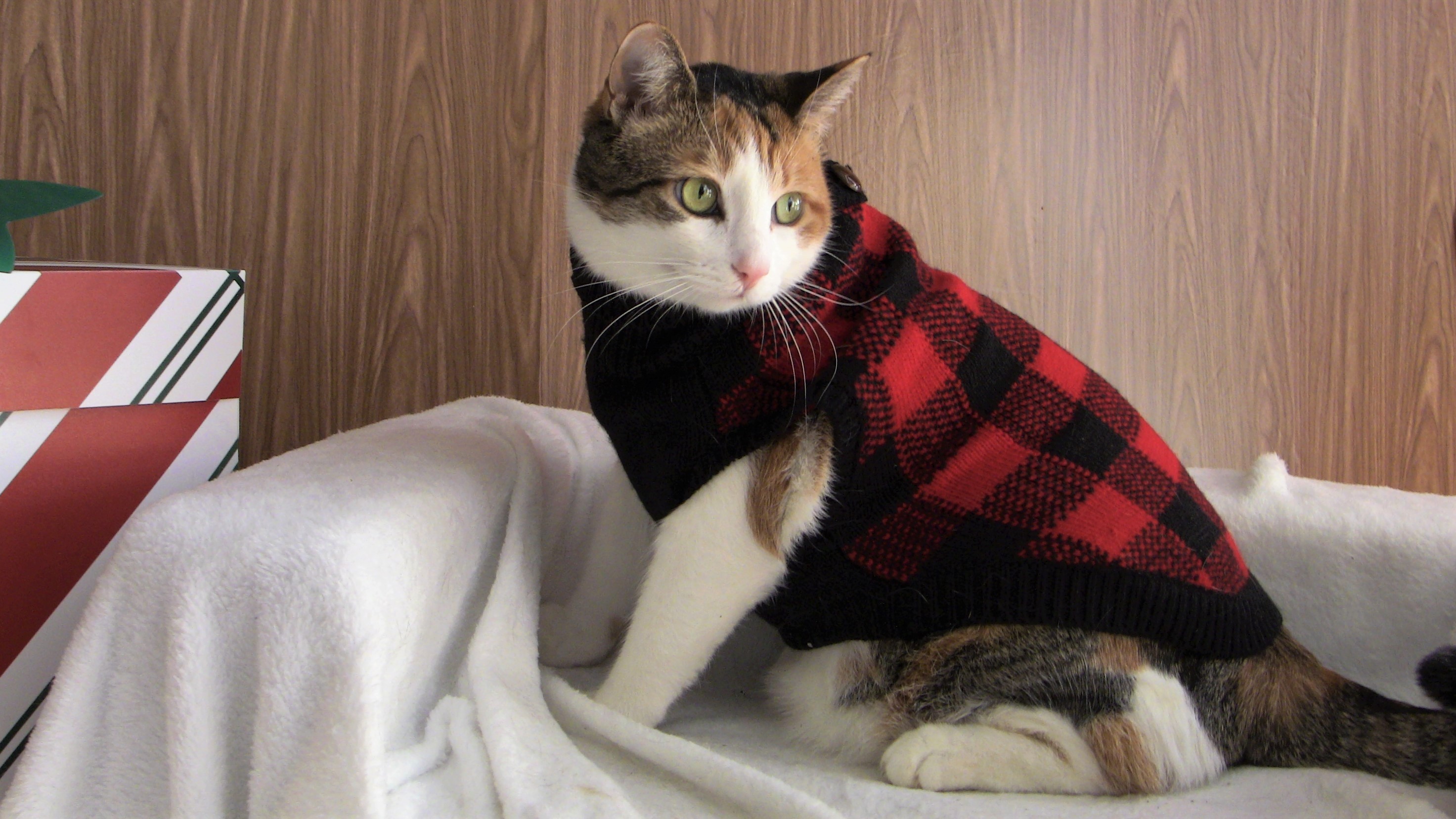 Kitty in Sweater