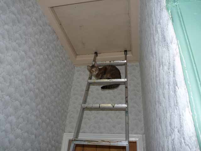 ladder kitten.jpg