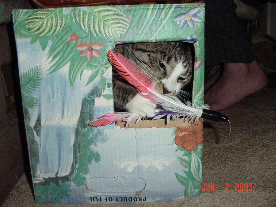 Lazlo in box w feather toy Jun 2 2003.jpg