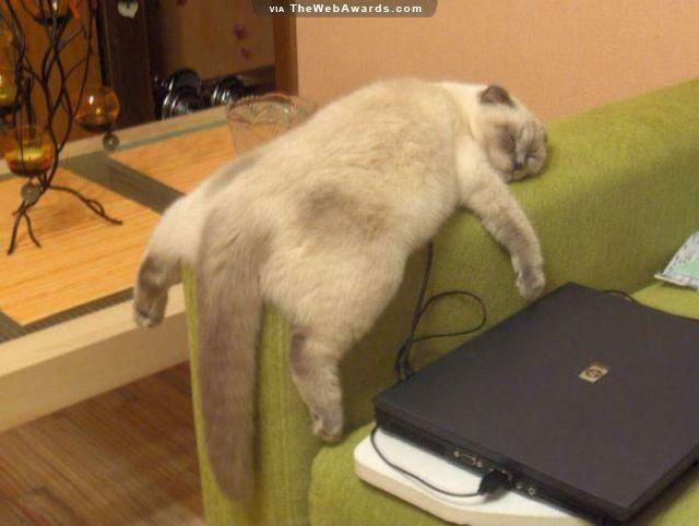 Lazy-Cat-On-A-Sofa.jpg