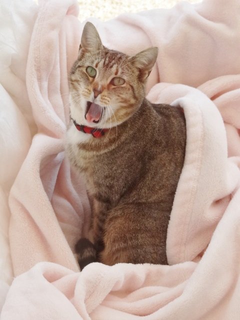 Leo l in pink blanket.jpg