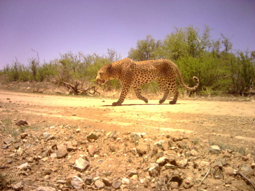 Leopard in daylight.jpeg