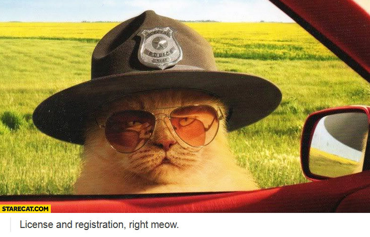 license-and-registration-right-meow-police-cat.jpg