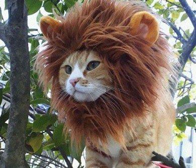 Lion-Pet-Cat-Hat.jpg