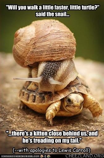 lungdoc-nymphedora-snail-turtle.jpg