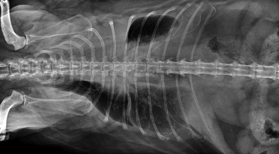 Marcell x ray 2.JPG