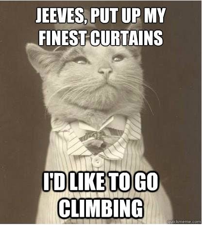 meme-a-cat-climbing.jpg