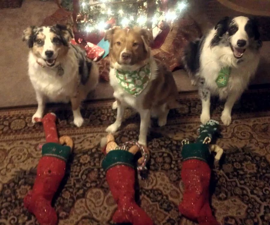 merry christmas from the doggies.jpg