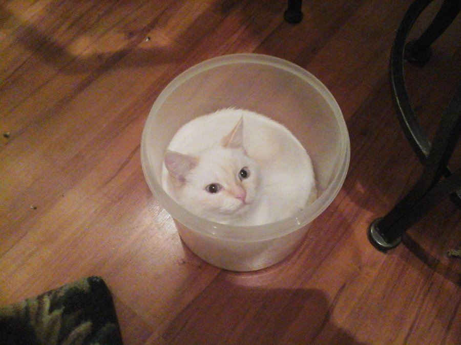 milk bucket.jpg