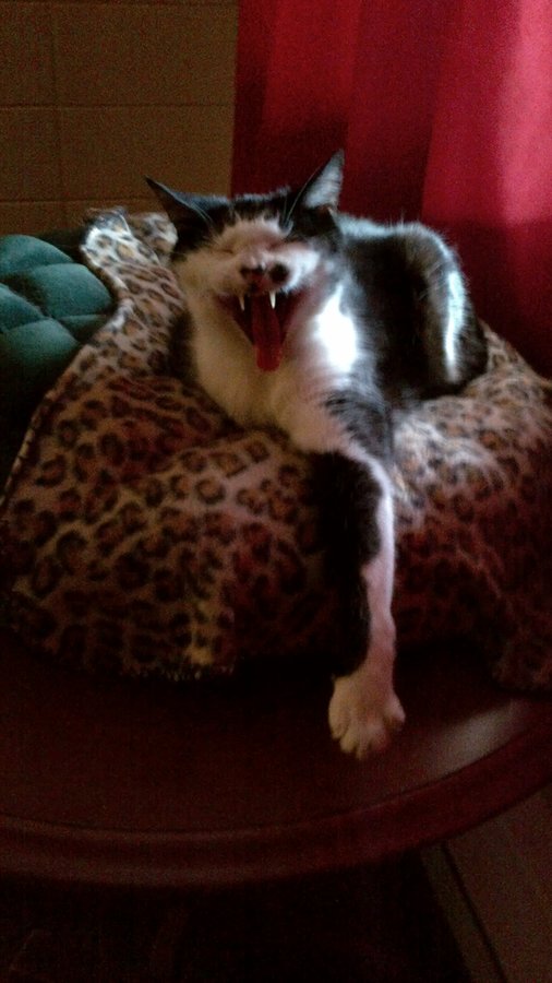 Min's yawn.jpg