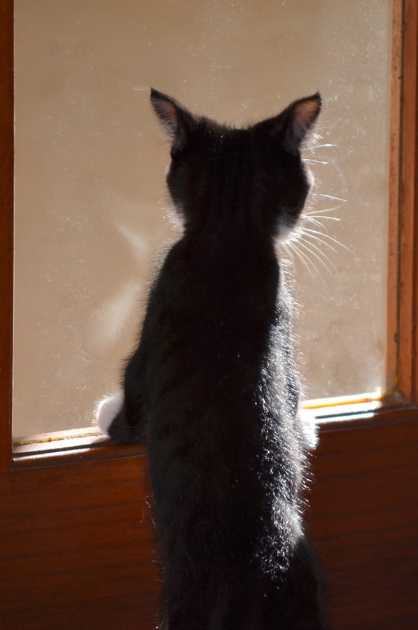 Minstrel views the outside world from a sunny spot