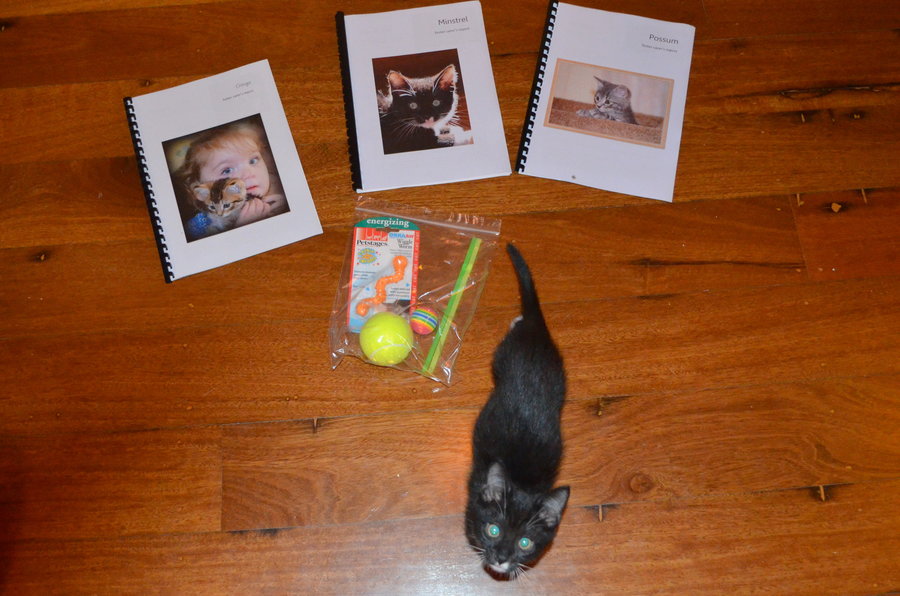 Minstrel with their foster profiles and toys 21 05