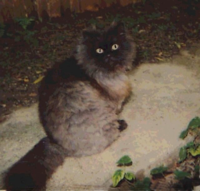miss kitty 1999.jpg