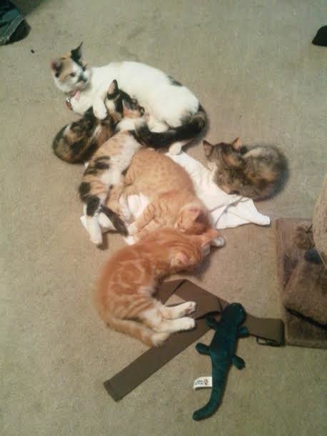 momma cat and all five kittens.jpg