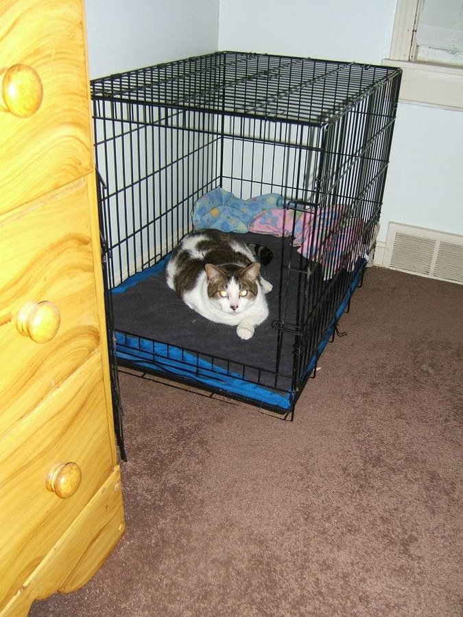 Mr. Kitty crate.jpg