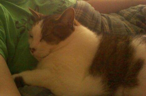mr kitty cuddle.jpg