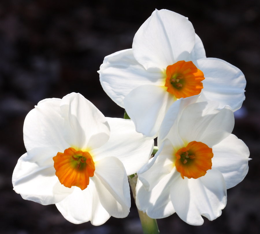 Narcissus_Geranium.jpg