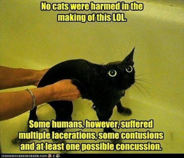 No Cats Harmed.jpg
