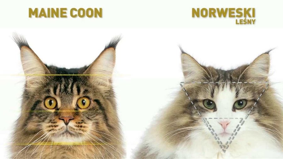 norwegian-forest-cat-vs-maine-coon.jpg