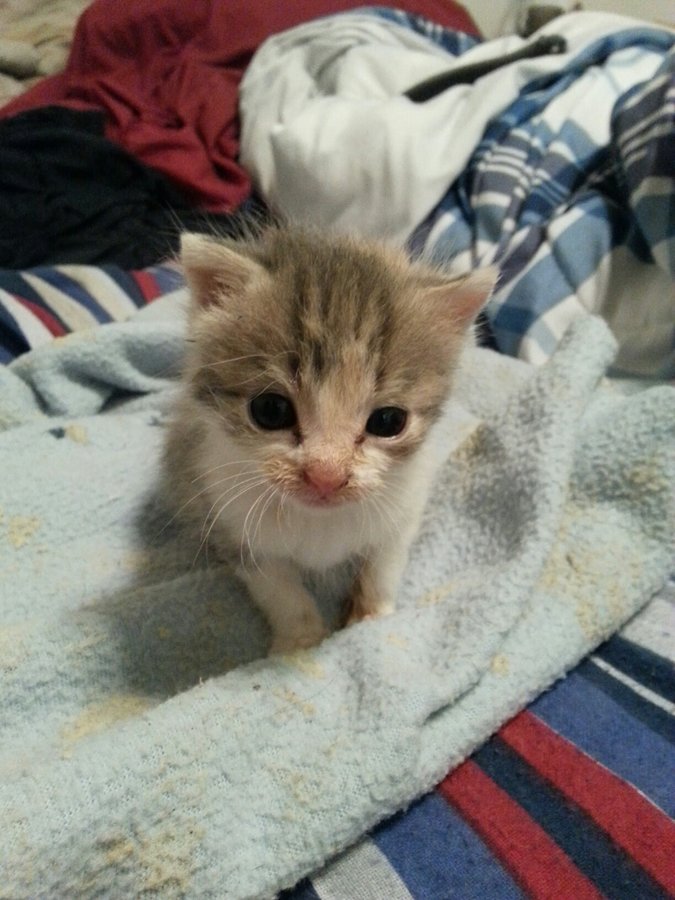 omg the cutest kitten ever.jpg