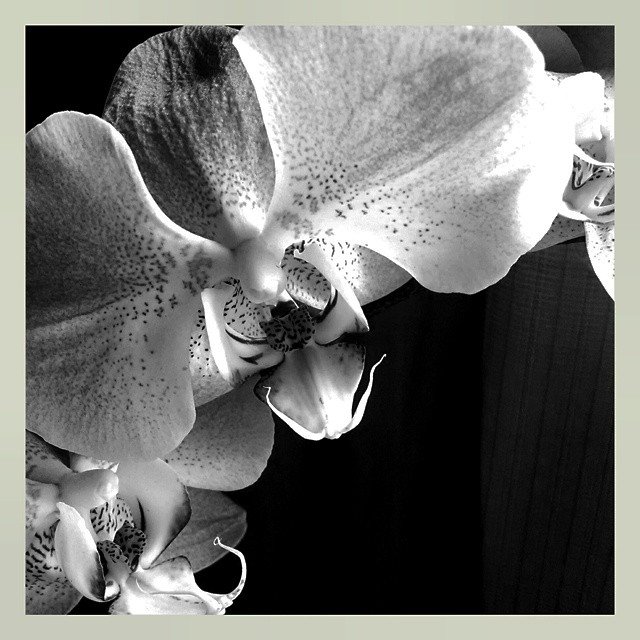 orchid bw.jpg