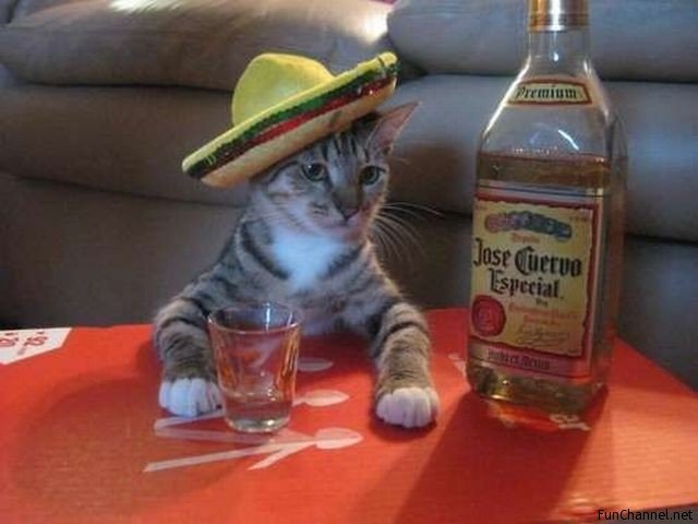 Party-Cat.jpg