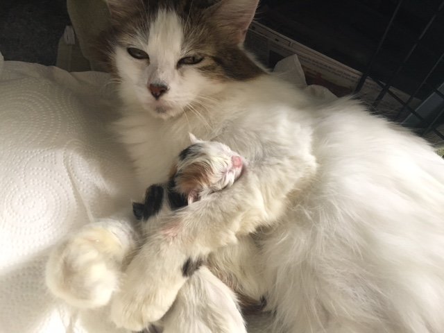 Petunia snuggles her newborns.JPG