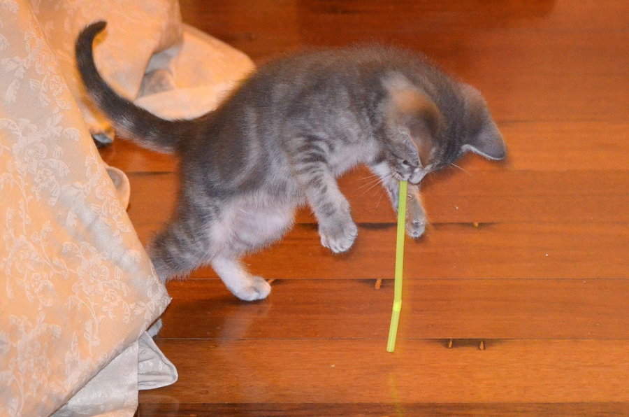 Possum playing with straw 18 05 15 (2).jpg