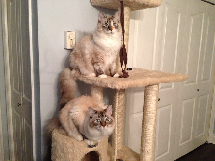 Pudd and Biscuiy on kitty condo02.JPG