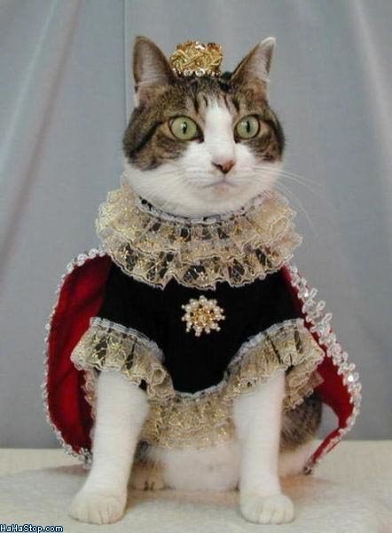 Queen_Cat.jpg