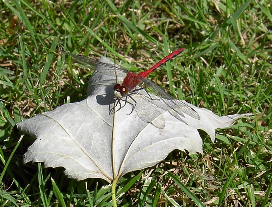 red dragonfly.jpg