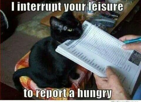 Report a Hungry.jpeg