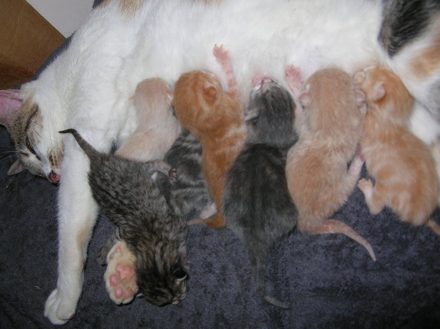 Saffy and her kittens day after the birth 016.JPG