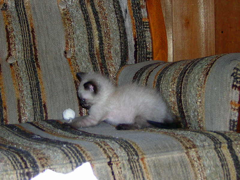 Schrodinger and mouse 6 weeks.jpg