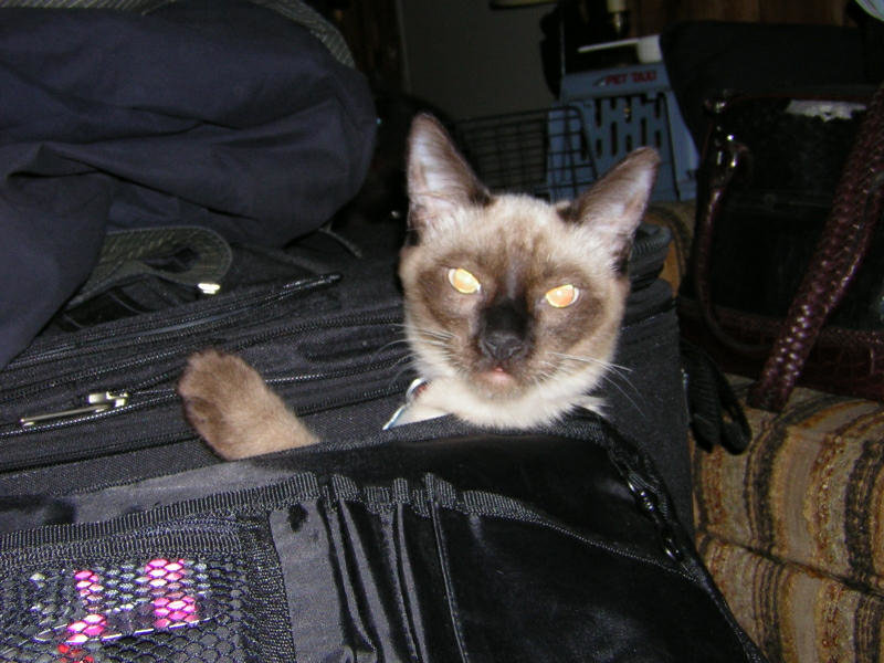 Schrodinger suitcase1.jpg