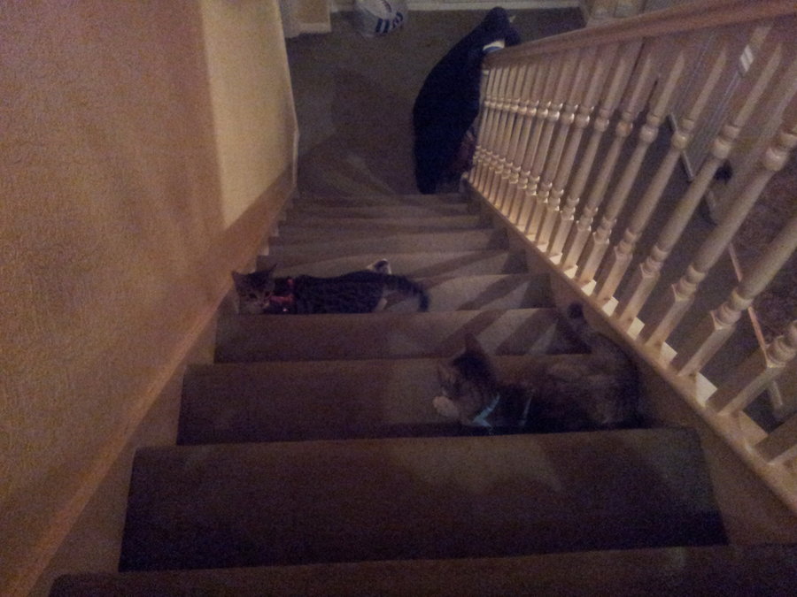 Shadoe and Little Miss on stairs.jpg