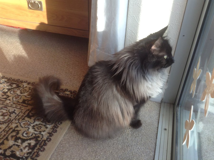 Shimmy looking out of patio door.jpg