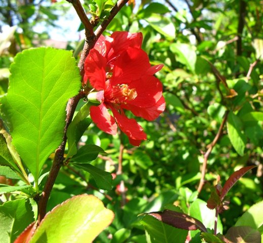 shrub flower.JPG