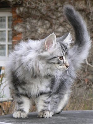 silver-tabby-norwegian-forest-cat.jpg