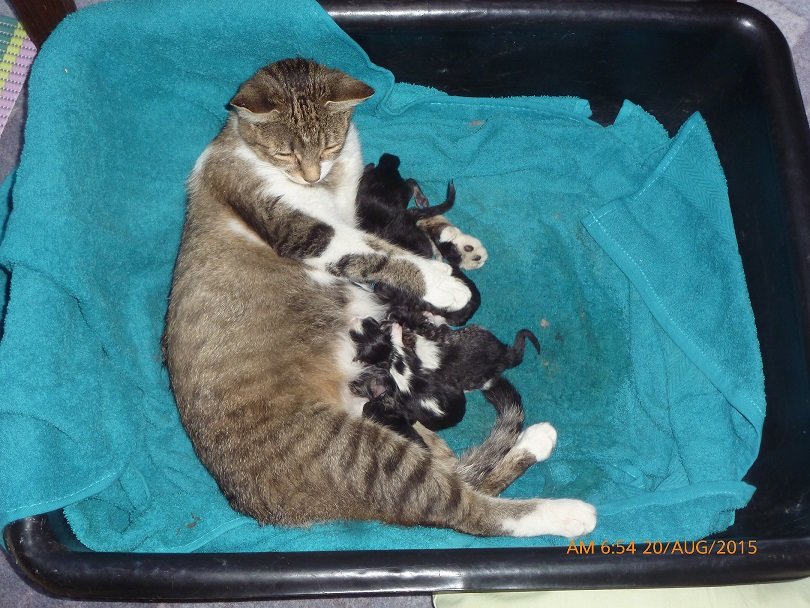 six kittens copy.jpg