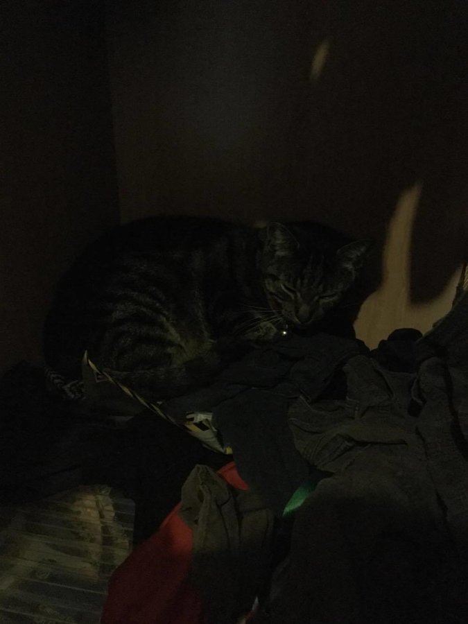 sleeping in wardrobe.jpg