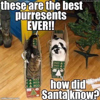 small_funny-christmas-cat-meme-funny-christmas-cat