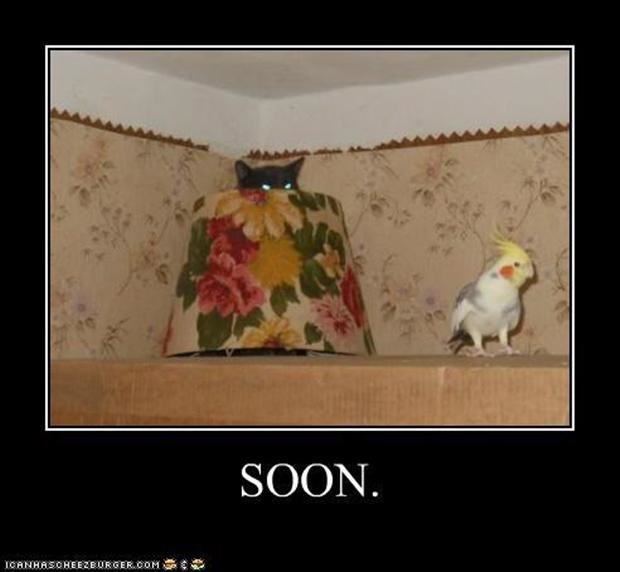 soon-cat-hiding-behind-lamp-looking-at-bird.jpg