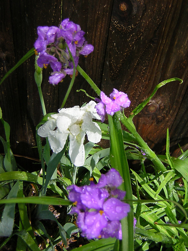 spiderwort and iris.jpg